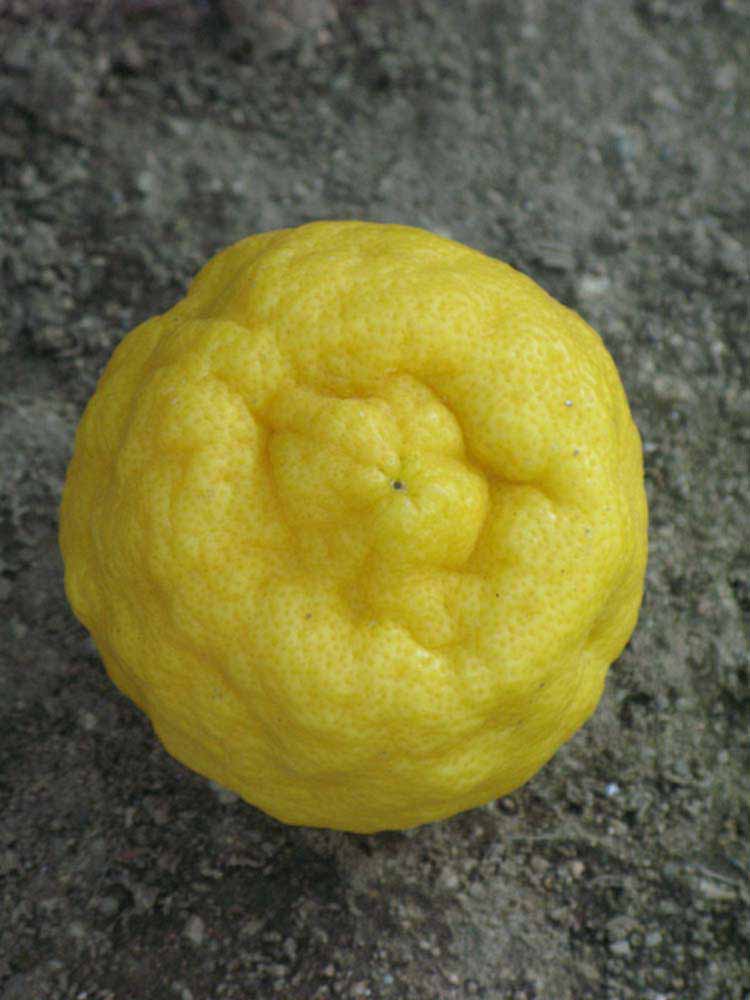               Fruit (South African, Riverside, CA)   